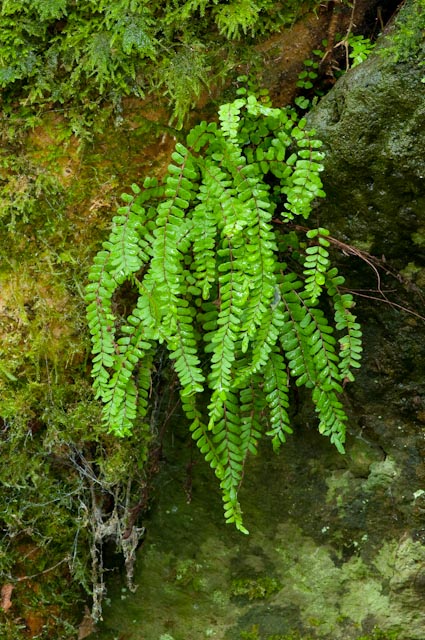 Asplenium trichomanes
